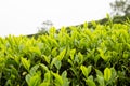 Tea plantation with focus on tea leaf shoots
