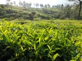 Tea plantation so full of green and life