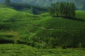 Tea plantation in Munar-India Royalty Free Stock Photo