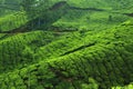 Tea plantation in Munar-India Royalty Free Stock Photo