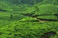 Tea plantation in Munar-India Royalty Free Stock Photo