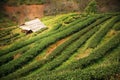 Tea plantation