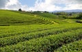 Tea plantation, Green tea plantaion, wavy of rows tea on hill in sunlight with cloudy blue sky