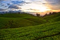 Tea plantation Royalty Free Stock Photo