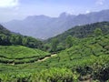 Tea plantation high in the mountains of India