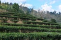 Tea plantation on hill Royalty Free Stock Photo