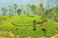 Tea plantation hill