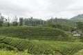 Tea plantation in hill country Sri Lanka