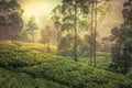 Tea plantation hill field fog trees terrace sunrise landscape in Asian Sri Lanka Nuwara Eliya surroundings