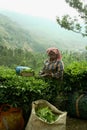 Tea plantation, India