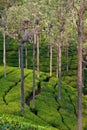 Tea Plantation in India