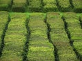 Tea plantation on the island Sao Miguel, archipelago of the Azores.