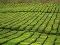 Tea plantation on the island Sao Miguel, archipelago of the Azores.