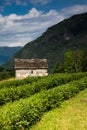 Tea plantation in Italy. Ossola Vally, Piemonte, Italy Royalty Free Stock Photo