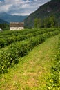 Tea plantation in Italy. Ossola Vally, Piemonte, Italy Royalty Free Stock Photo