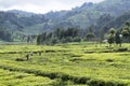 Tea plantation Royalty Free Stock Photo