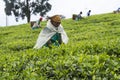 Tea plantation Royalty Free Stock Photo