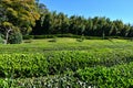 Tea Plantation at Koraku-en Garden, Okayama, Japan
