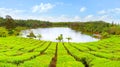 Tea plantation. Royalty Free Stock Photo