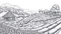 Workers harvesting tea leaves on lush plantation terraces in a vintage line art style Royalty Free Stock Photo