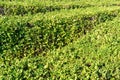 tea plantation landscape, background texture of leaves in autumn Royalty Free Stock Photo