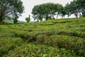 Tea plantation landscape in Cameron highlands. Green Tea garden mountain range. Assam tea garden. Tea plantation terrace