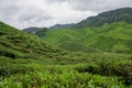 Tea plantation landscape in Cameron highlands, Malaysia. Green Tea garden mountain range. Tea plantation terrace and texture Royalty Free Stock Photo