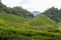 Tea plantation landscape in Cameron highlands, Malaysia. Green Tea garden mountain range. Tea plantation terrace and texture Royalty Free Stock Photo