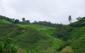 Tea plantation landscape in Cameron highlands, Malaysia. Green Tea garden mountain range. Tea plantation terrace and texture Royalty Free Stock Photo