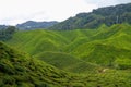 Tea plantation landscape in Cameron highlands, Malaysia. Green Tea garden mountain range. Tea plantation terrace and texture Royalty Free Stock Photo