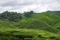 Tea plantation landscape in Cameron highlands, Malaysia. Green Tea garden mountain range. Tea plantation terrace and texture Royalty Free Stock Photo