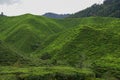 Tea plantation landscape in Cameron highlands, Malaysia. Green Tea garden mountain range. Tea plantation terrace and texture Royalty Free Stock Photo