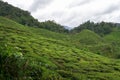 Tea plantation landscape in Cameron highlands, Malaysia. Green Tea garden mountain range. Tea plantation terrace and texture Royalty Free Stock Photo