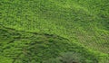 Tea plantation landscape in Cameron highlands, Malaysia. Green Tea garden mountain range. Tea plantation terrace and texture Royalty Free Stock Photo