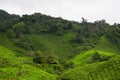 Tea plantation in Cameron highlands. Green Tea garden mountain range. Tea before harvest. Tea plantation terrace and texture