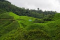 Tea plantation in Cameron highlands. Green Tea garden mountain range. Tea before harvest. Tea plantation terrace and texture