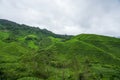 Tea plantation in Cameron highlands. Green Tea garden mountain range. Tea before harvest. Tea plantation terrace and texture