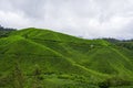 Tea plantation in Cameron highlands. Green Tea garden mountain range. Tea before harvest. Tea plantation terrace and texture