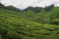 Tea plantation landscape in Cameron highlands, Malaysia. Green Tea garden mountain range. Tea plantation terrace and texture Royalty Free Stock Photo