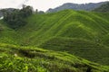 Tea plantation landscape in Cameron highlands, Malaysia. Green Tea garden mountain range. Tea plantation terrace and texture Royalty Free Stock Photo