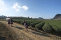 Tea plantation landscape on clear day. Tea farm with local people walking on road, blue sky and white clouds.