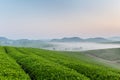 Tea plantation landscape in dawn Royalty Free Stock Photo
