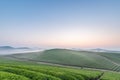 Tea plantation landscape in dawn Royalty Free Stock Photo