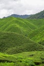 Tea plantation landscape. High voltage power line electric transmission tower on green tea garden mountain range. pylon Royalty Free Stock Photo