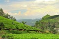 Tea plantation landscape Royalty Free Stock Photo