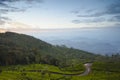 Tea plantation landscape sunrise