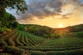 Tea plantation landscape sunset Royalty Free Stock Photo
