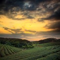 Tea plantation landscape sunset Royalty Free Stock Photo