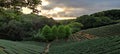 Tea plantation landscape sunset, Taiwan Royalty Free Stock Photo