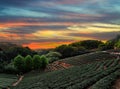 Tea plantation landscape sunset, Taiwan Royalty Free Stock Photo